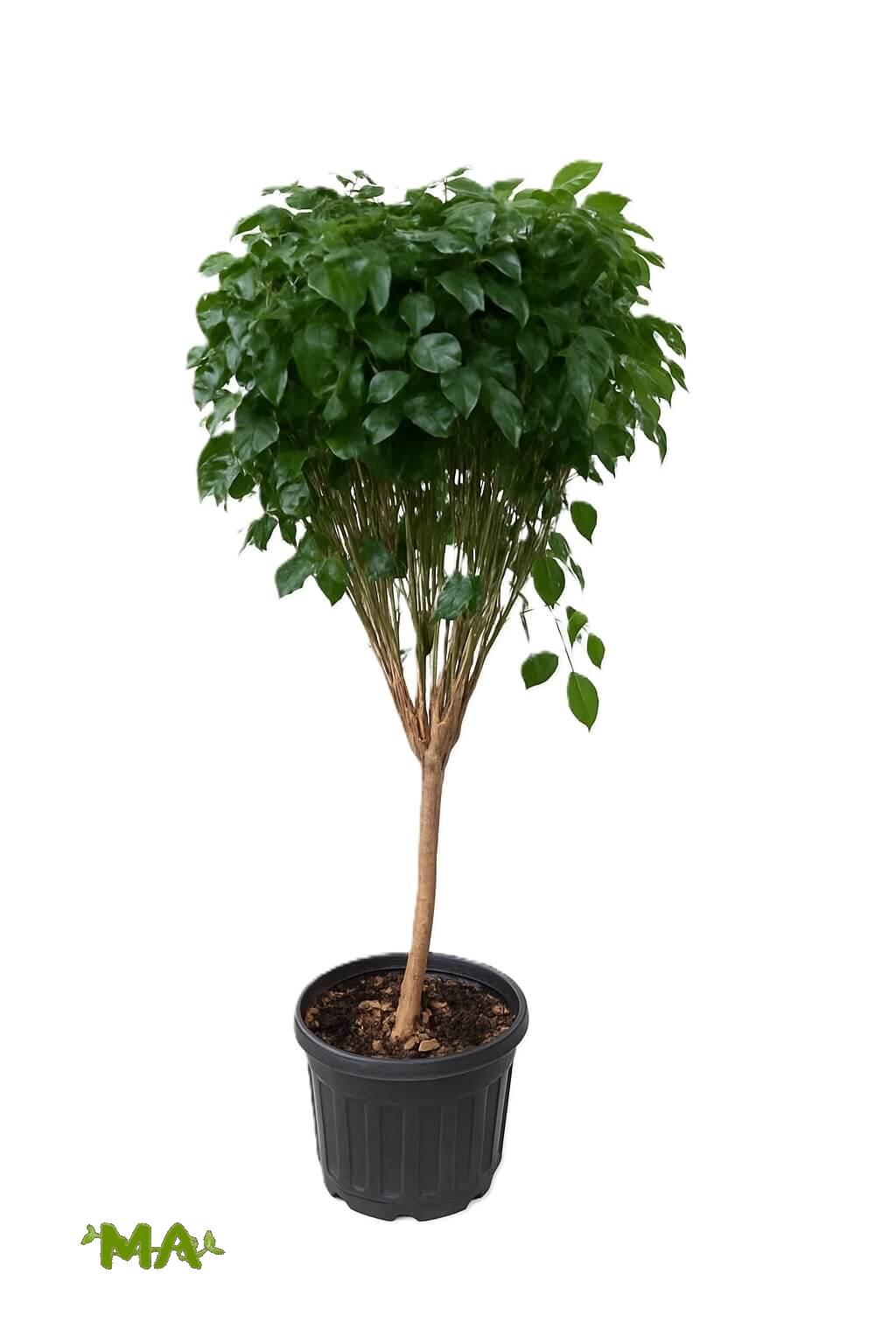 راد ماكي(استاند)