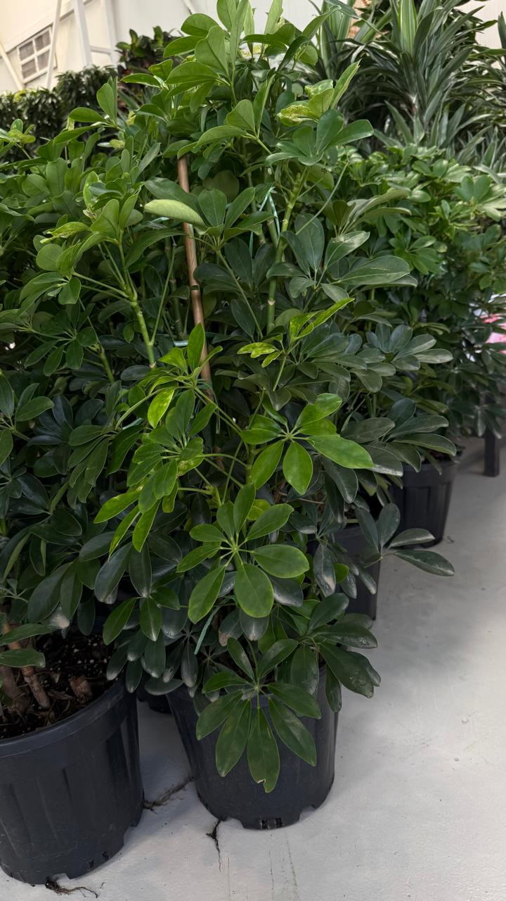 اراليا هرمي - Image 2