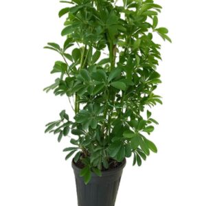 اراليا هرمي