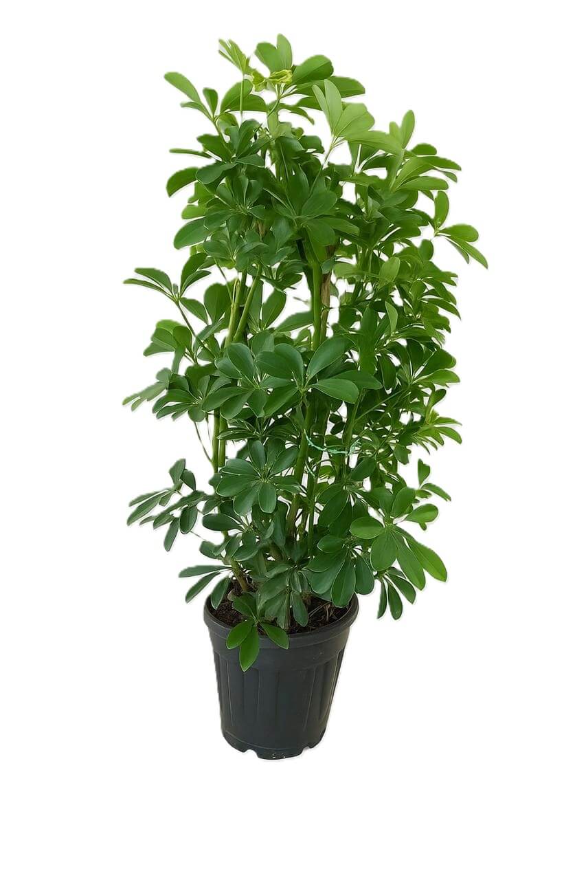 اراليا هرمي