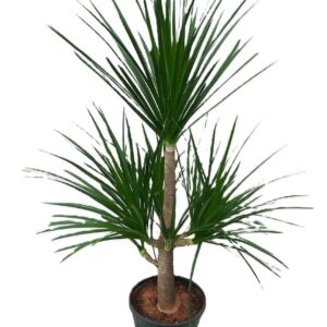 دراسينيا معمر