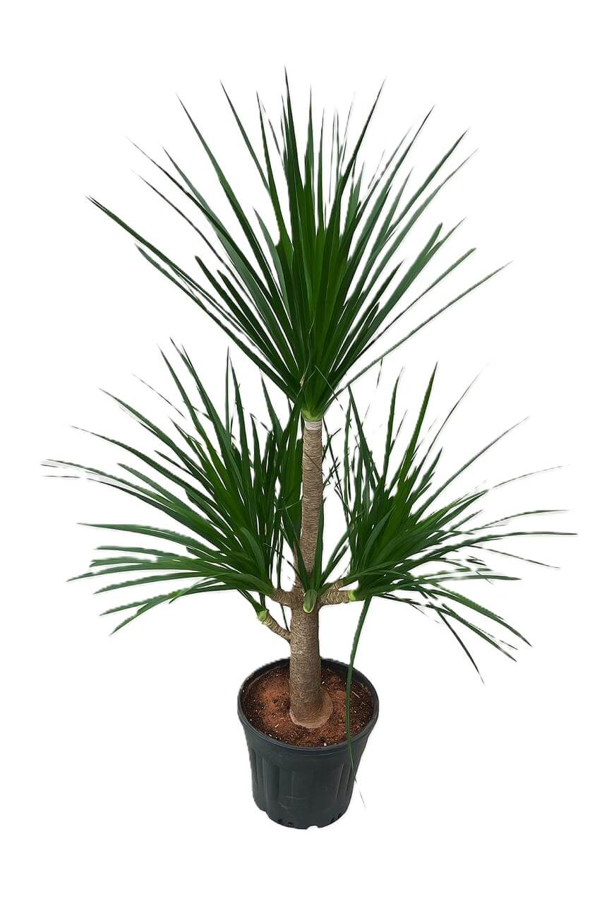 دراسينيا معمر