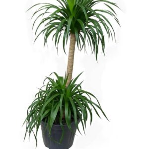 دراسينيا معمر (طوبتين)
