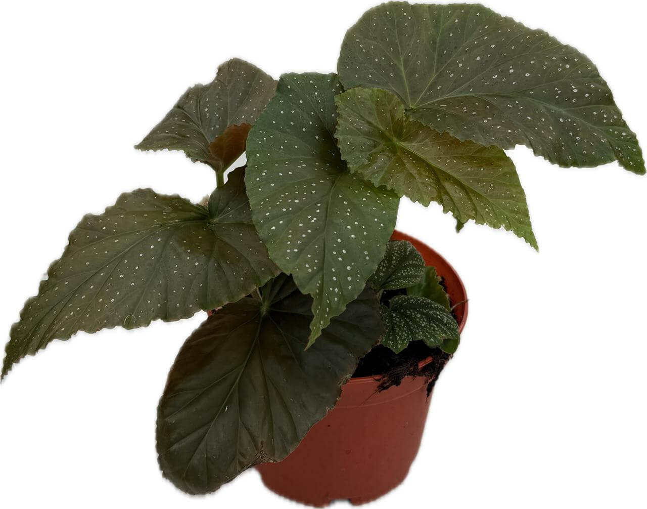 اجنحة الملائكة