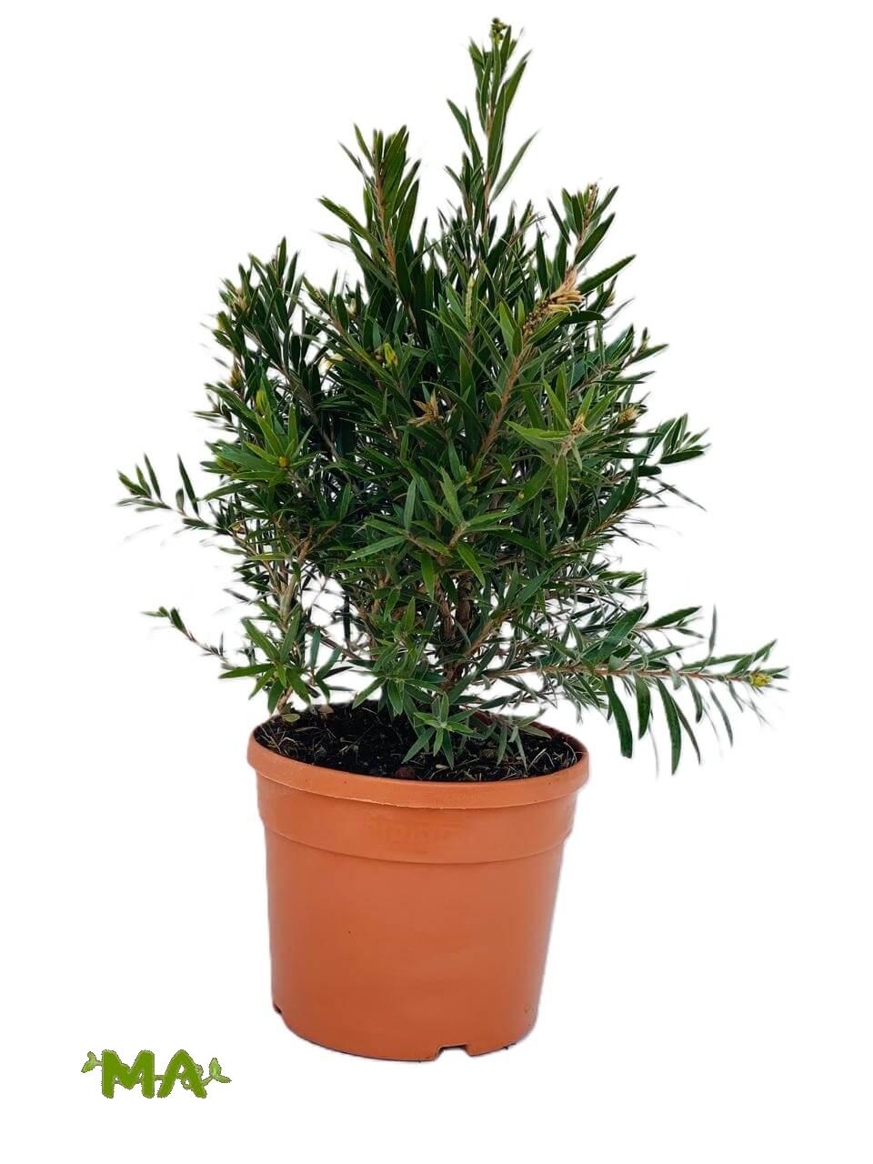 فرجة بطل - Image 2