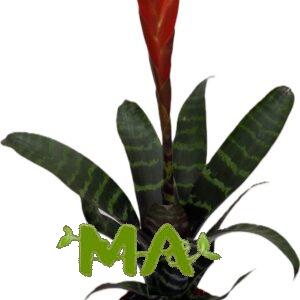 فيرسيه صغير