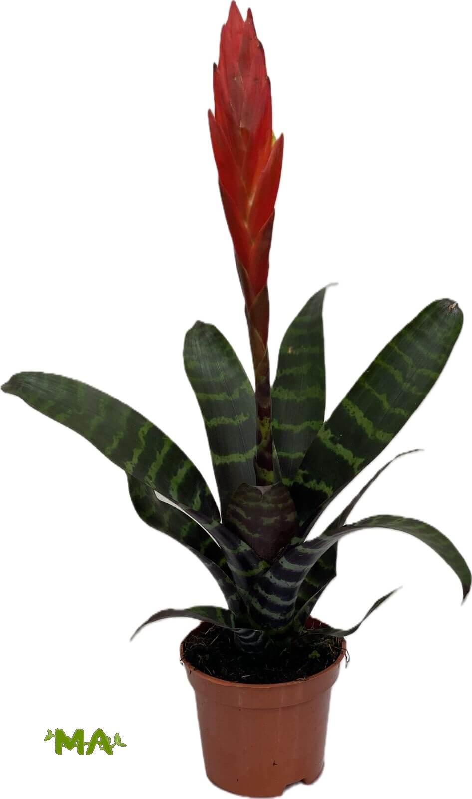 فيرسيه صغير