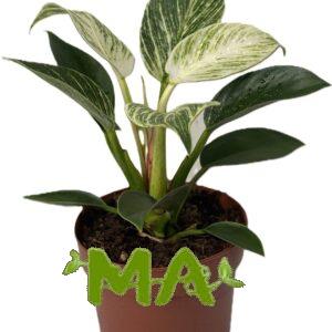 فيلو مخطط ابيض