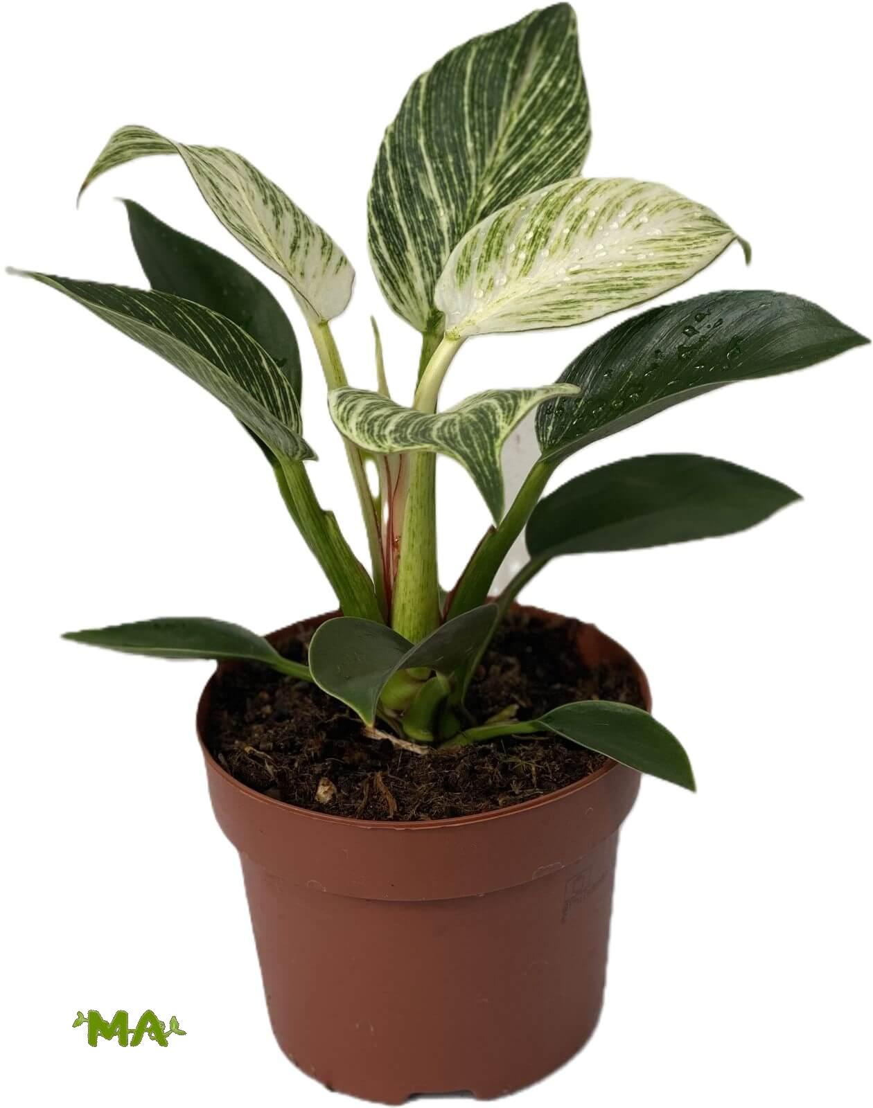 فيلو مخطط ابيض