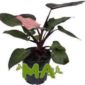 فيلو مطبع احمر