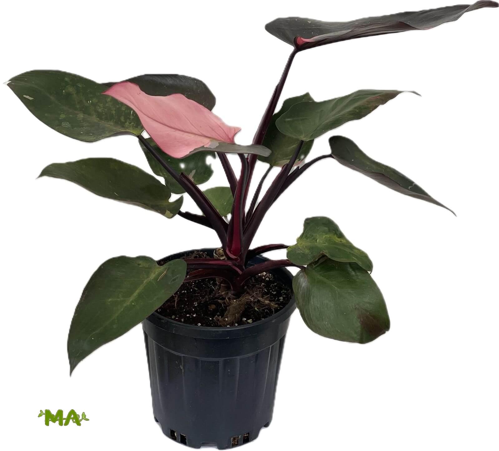 فيلو مطبع احمر