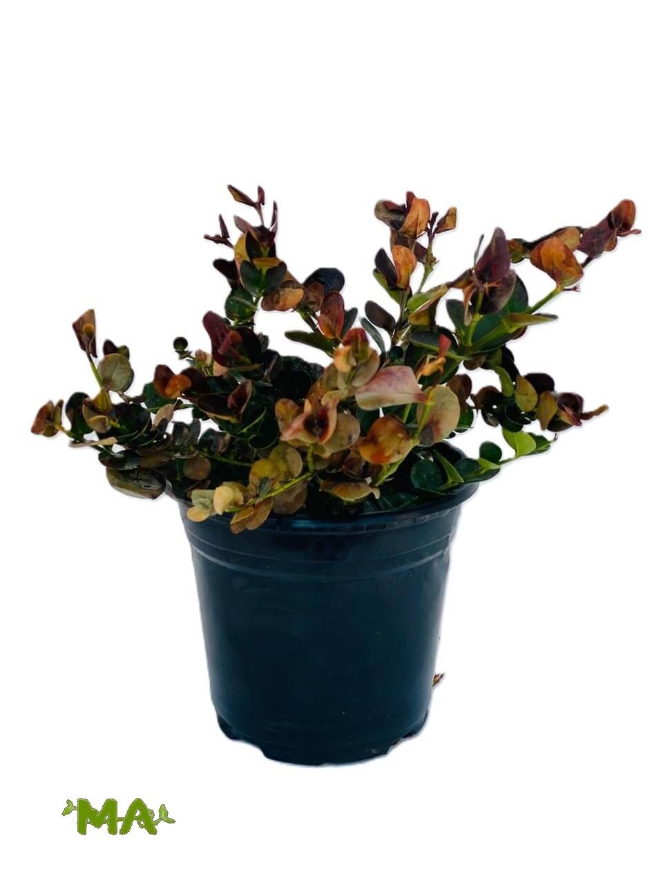 كاريزيا - Image 2