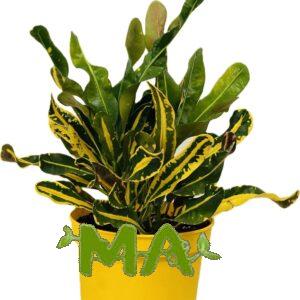 كروتون ثلاثي(مشكل)