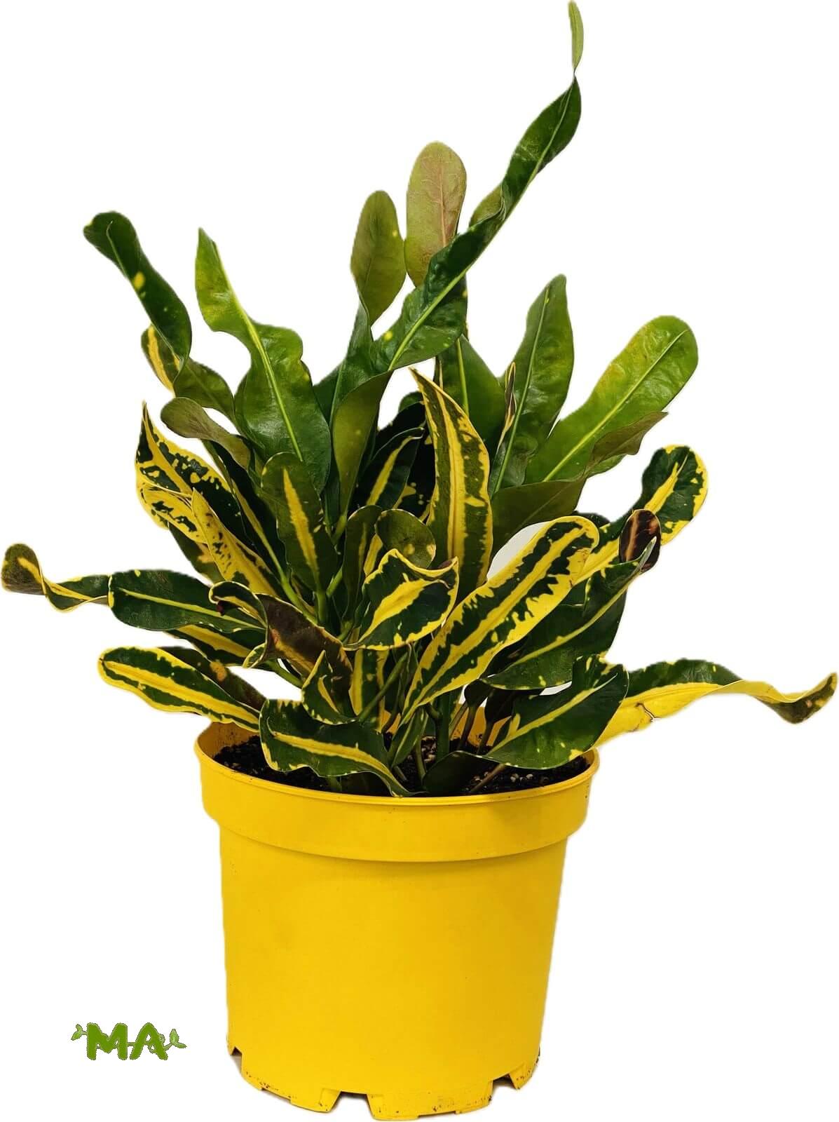 كروتون ثلاثي(مشكل)