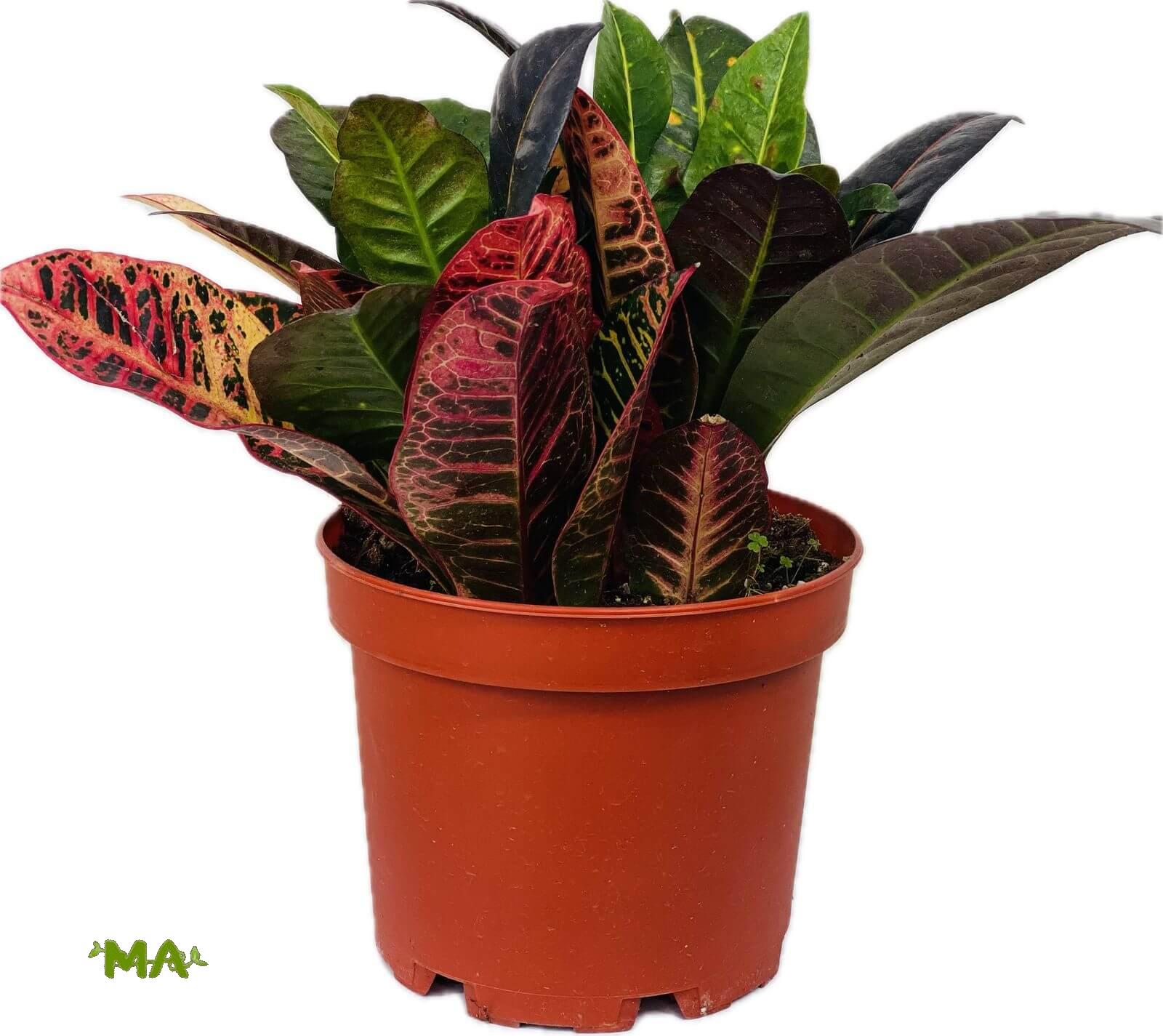 كروتون ثلاثي(مشكل)