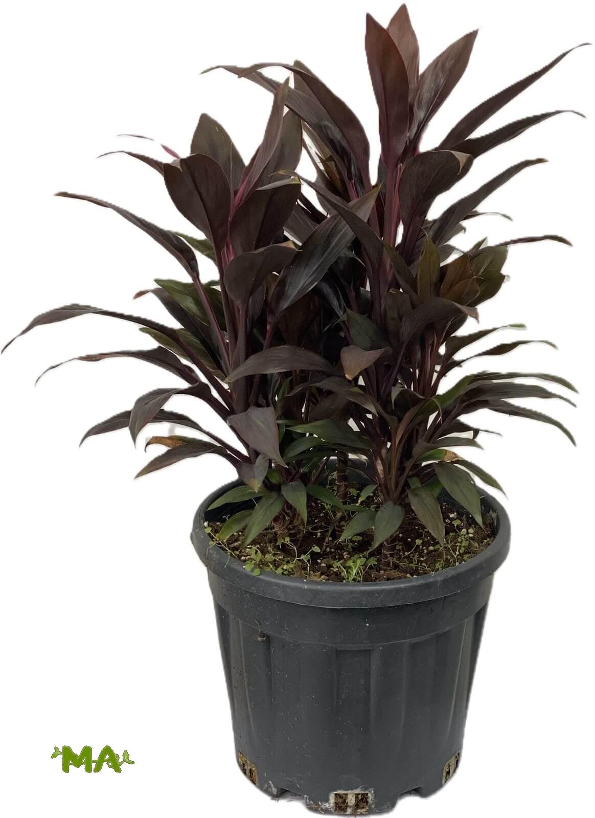 كولدرين ثلاثي احمر