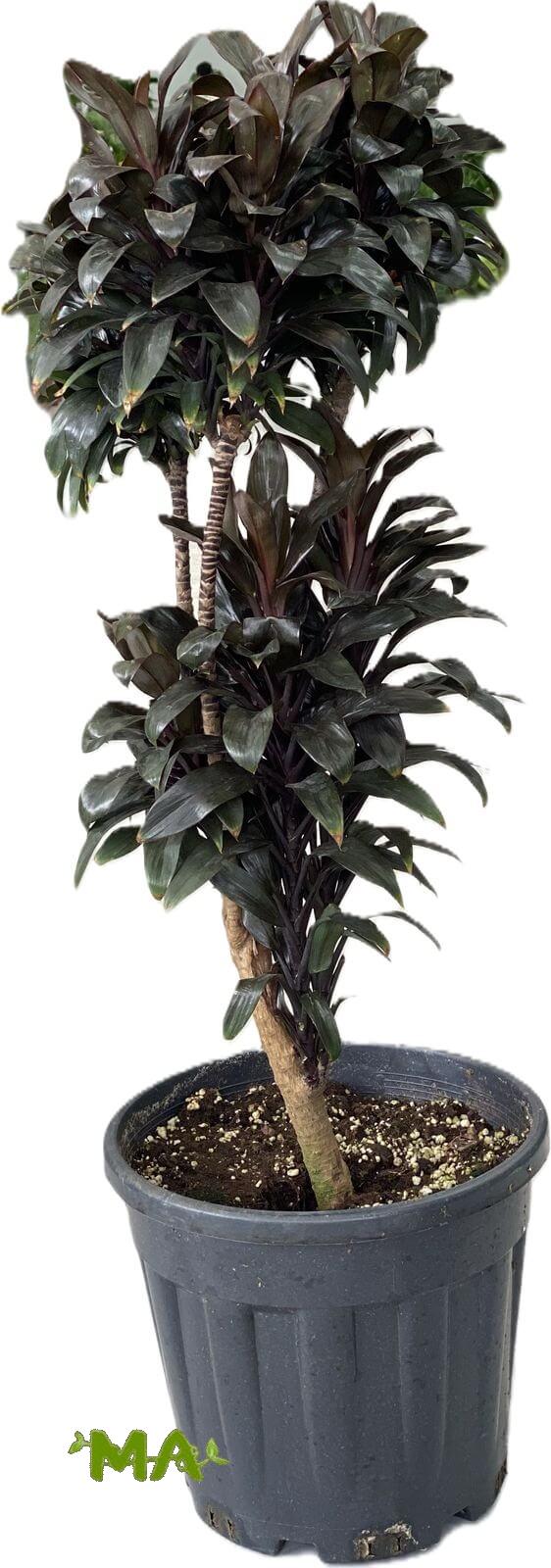 كولدرين اسود(متفرع)