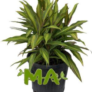 كولدرين ثلاثي اصفر
