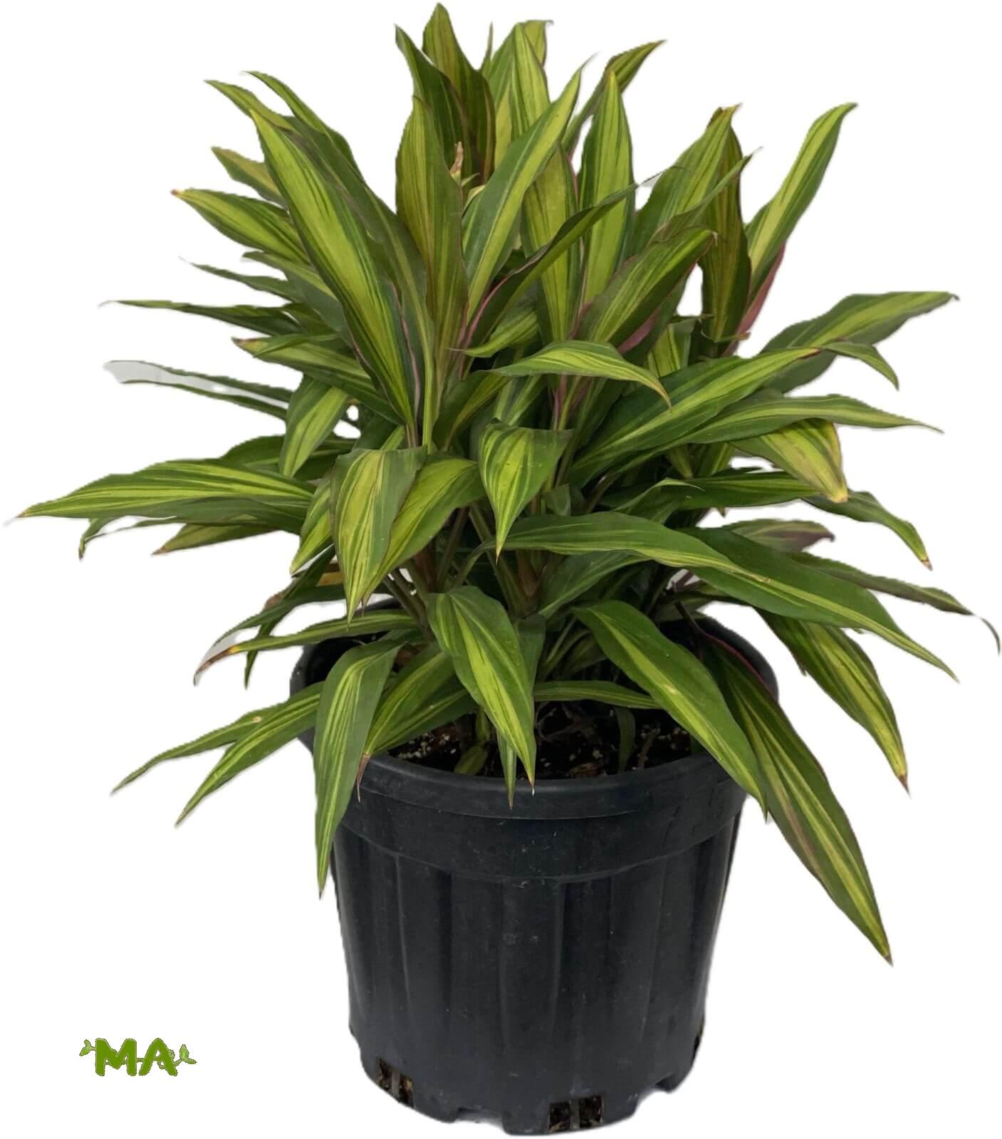 كولدرين ثلاثي اصفر