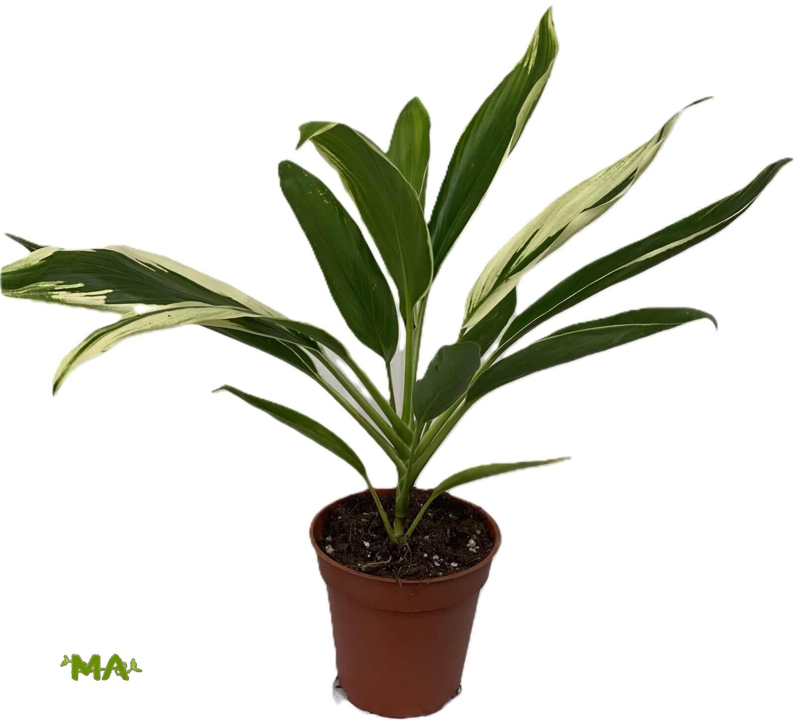 كولدرين اصفر