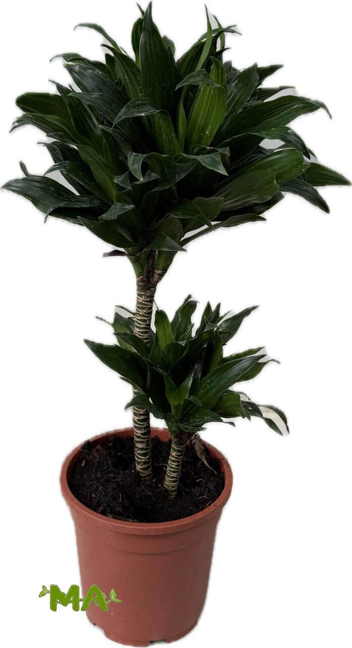 دراسينيا كومبكتا ثنائي(ناصي)