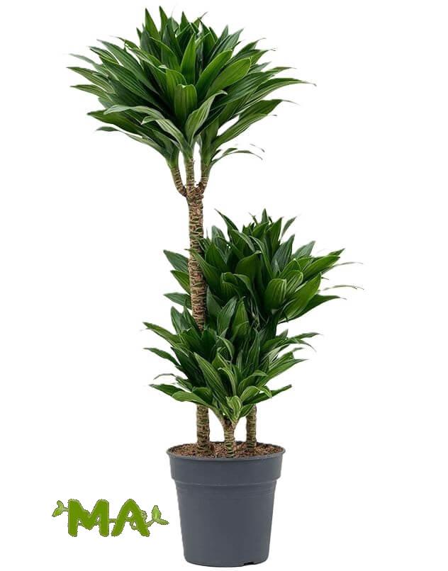 دراسينيا كومبكتا (ثلاثي) - Image 2