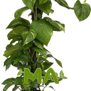 لبلاب عمودي 100 سم