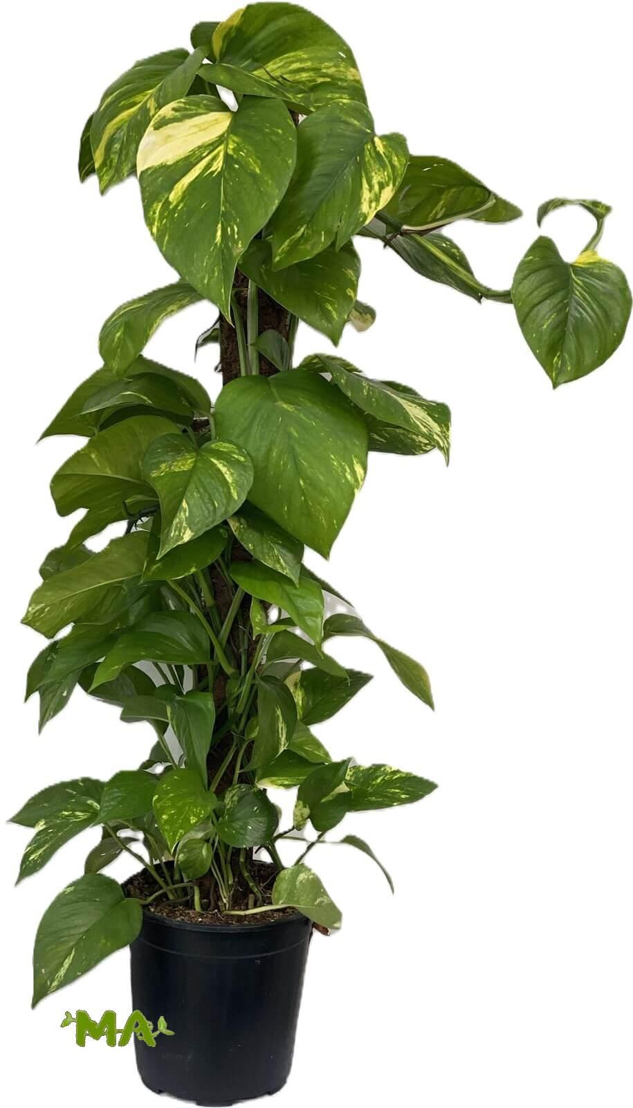 لبلاب عمودي 100 سم