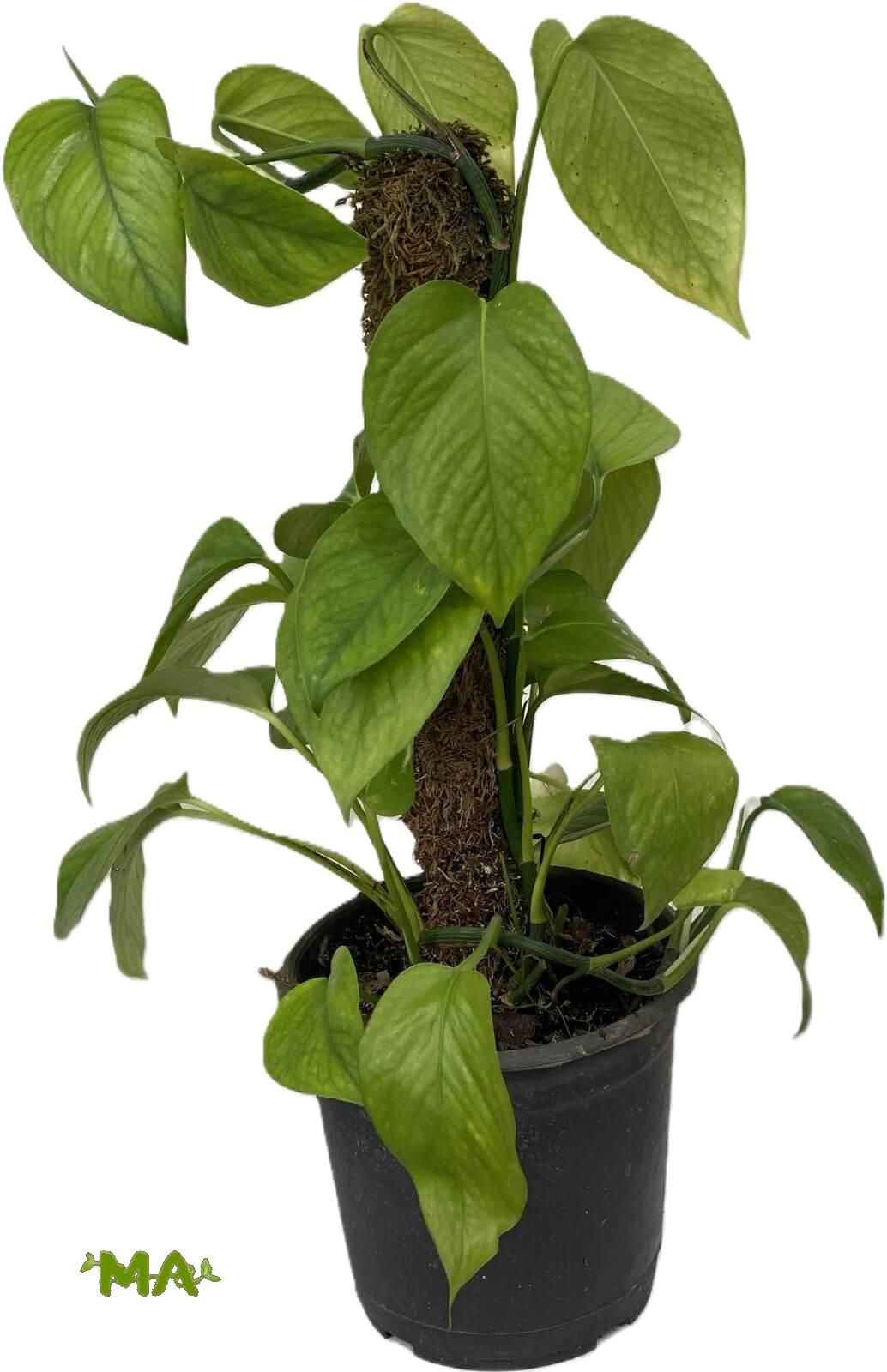 لبلاب عمودي 40 سم