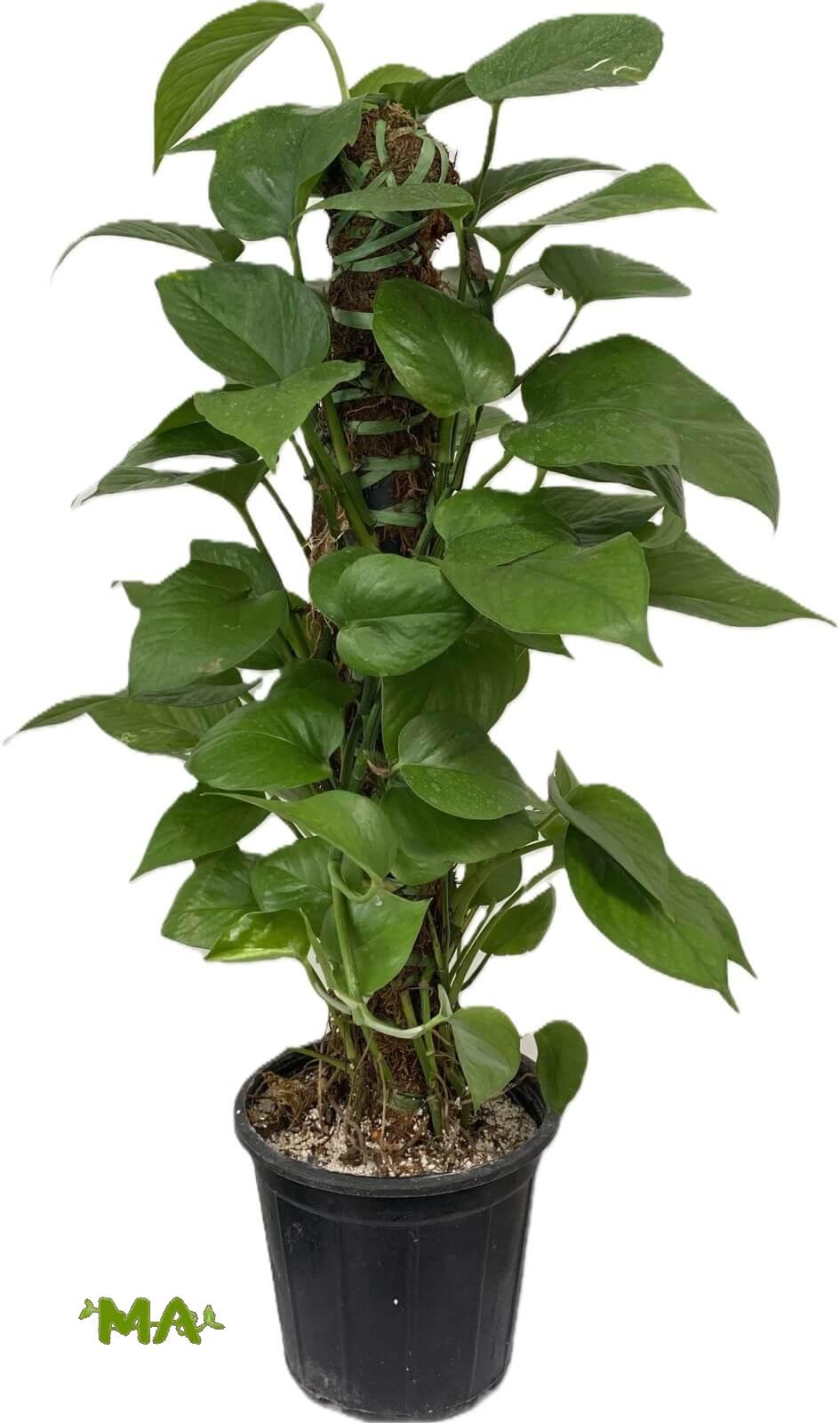 لبلاب عمودي 80 سم