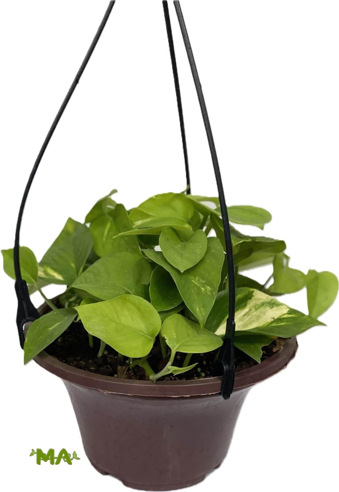 لبلاب تعليق