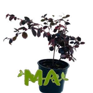 لوربتاليوم صغير