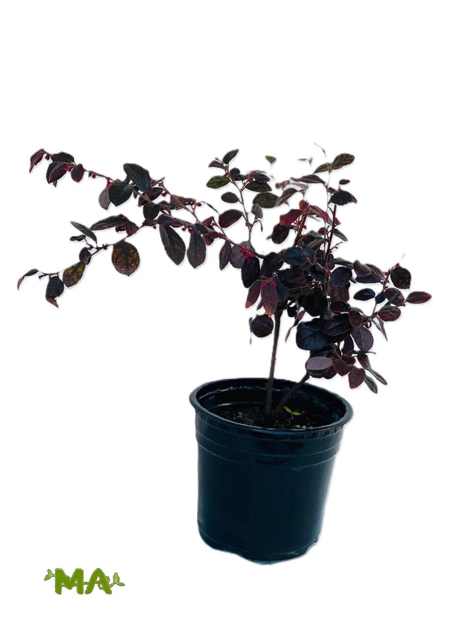 لوربتاليوم صغير