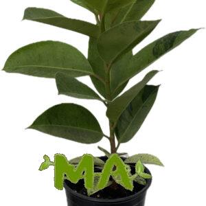 مطاط اخضر (احادي)