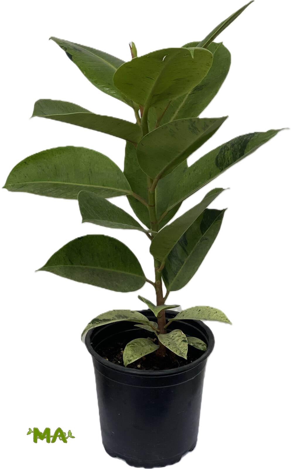 مطاط اخضر (احادي)