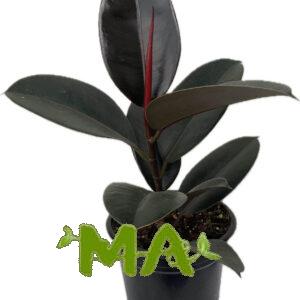 مطاط اسود