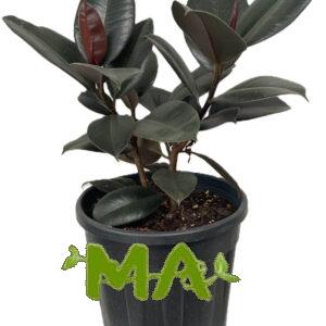 مطاط اسود(متفرع)