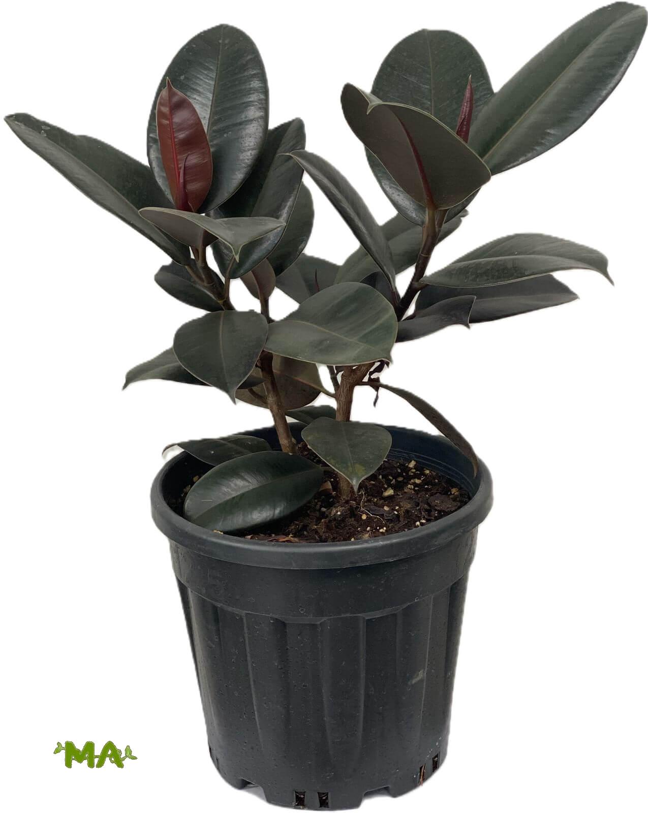 مطاط اسود(متفرع)