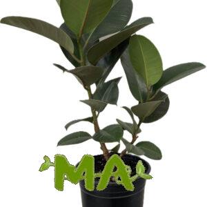 مطاط اخضر(متفرع)