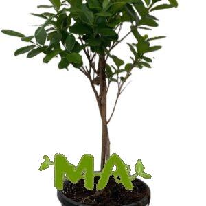 منادو ظفيره (صغير)