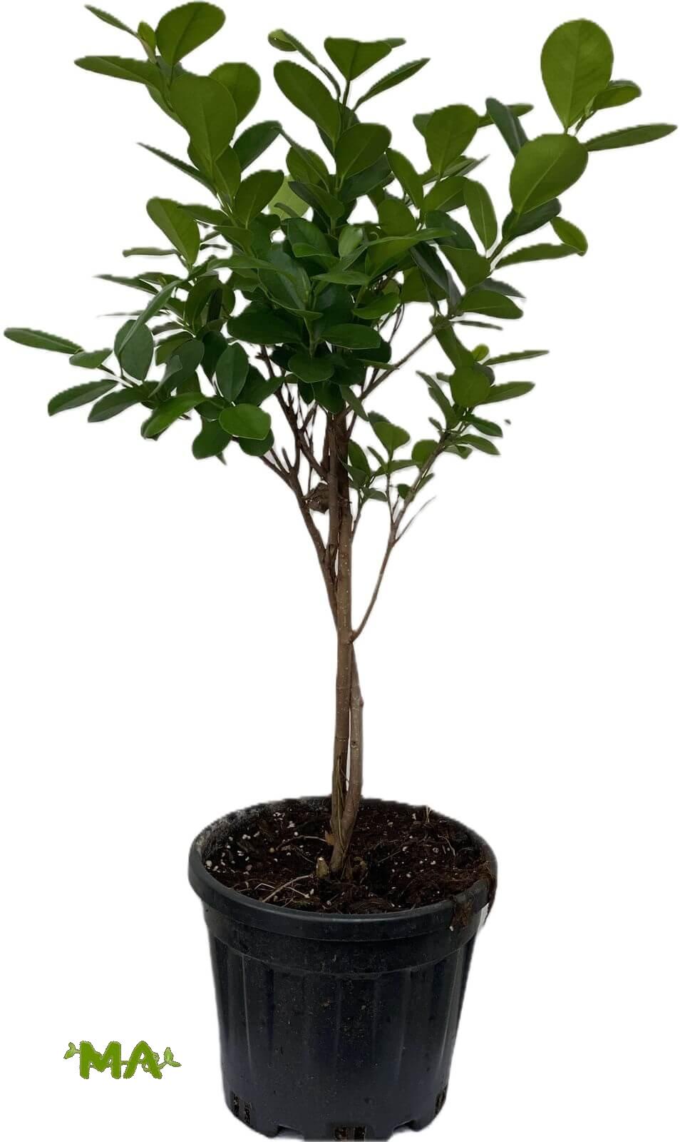 منادو ظفيره (صغير)