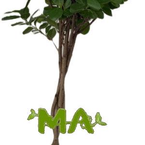 منادو ظفيرة(كبير)