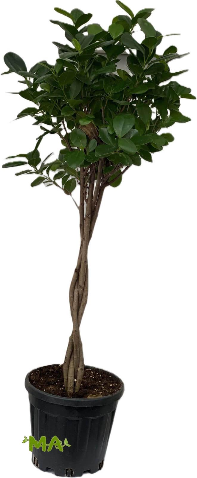 منادو ظفيرة(كبير)