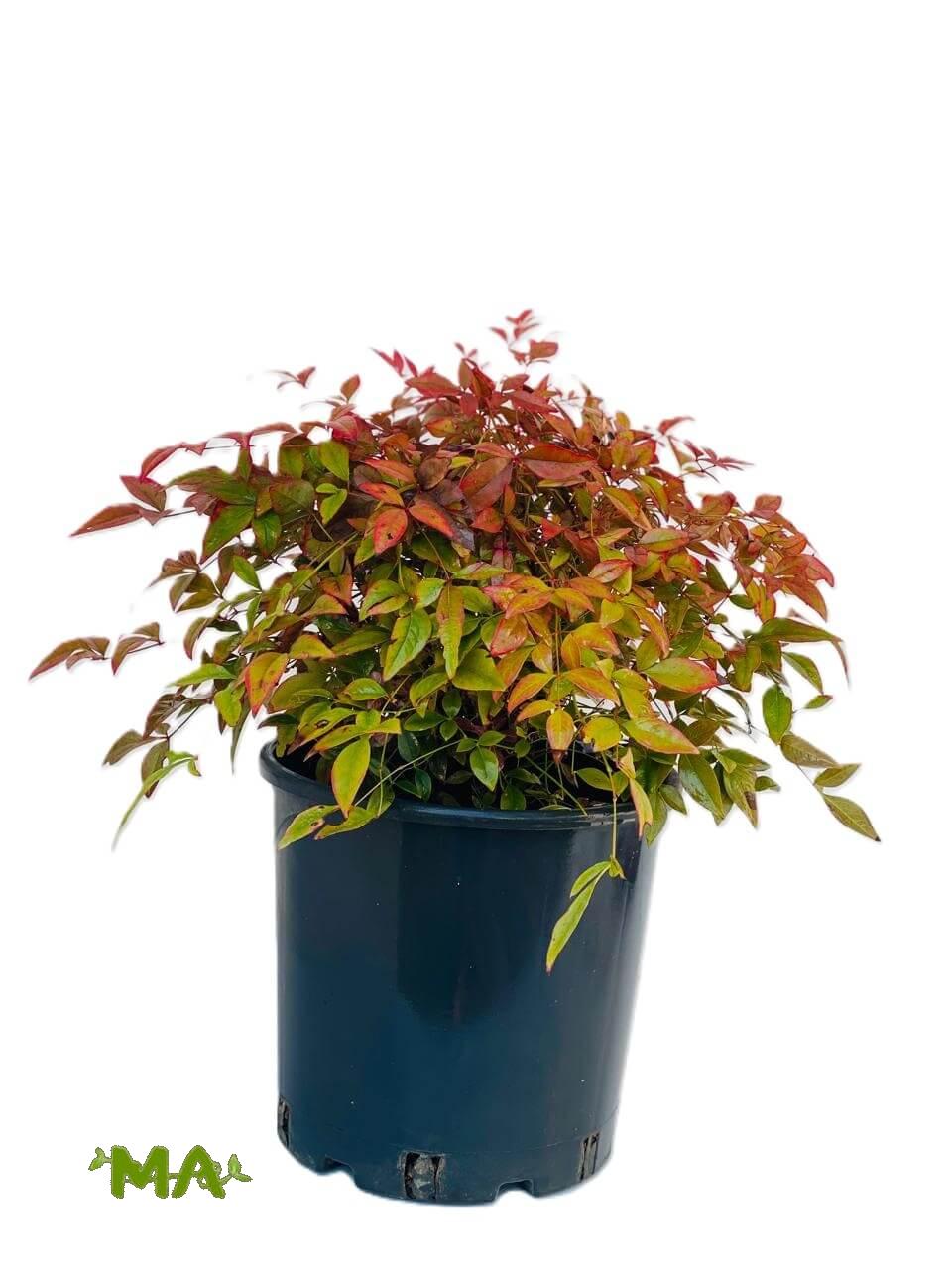 ناندينيا - Image 2