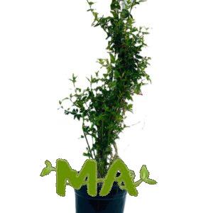 نسرين متسلق