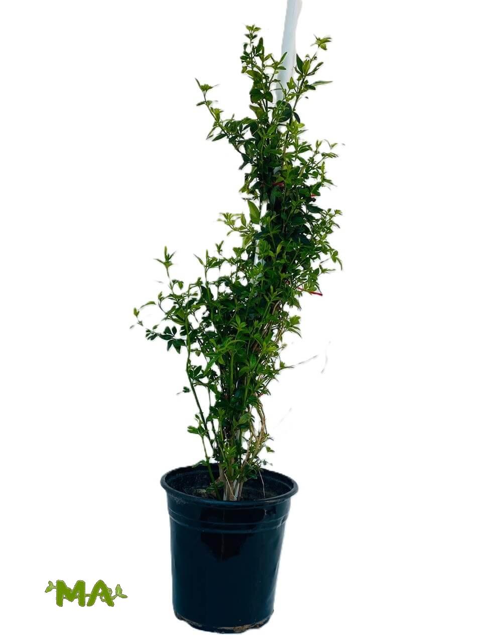 نسرين متسلق