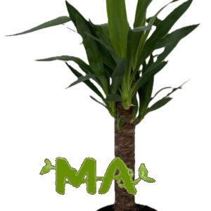 يوكا (احادي)