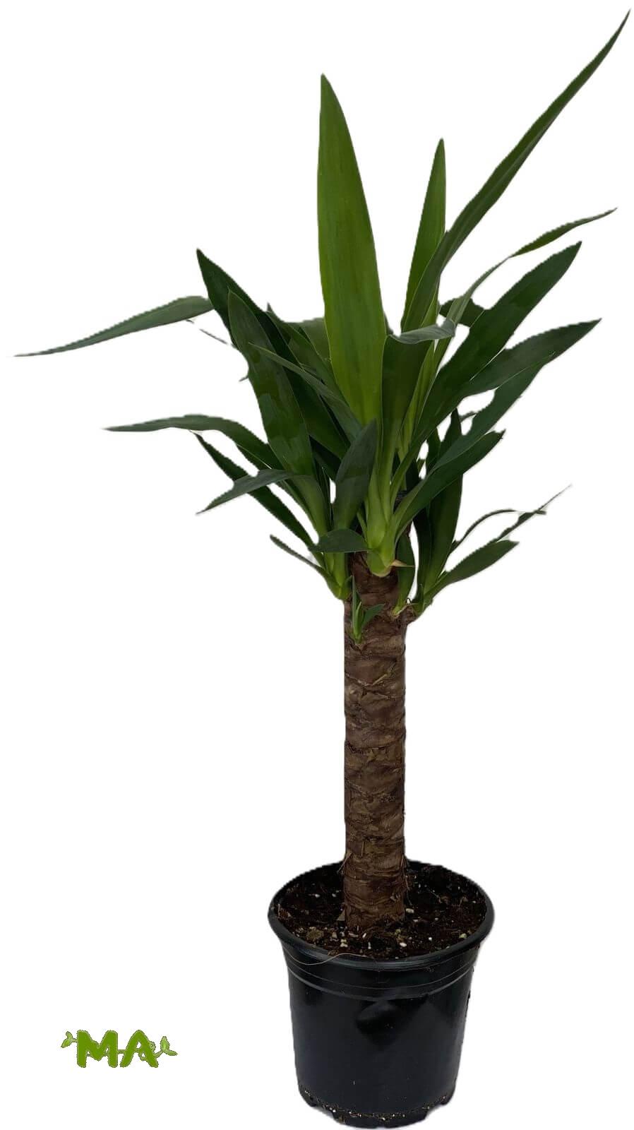 يوكا (احادي)