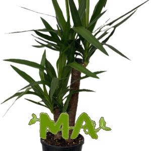 يوكا (ثنائي)